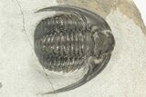Proetid (Diademaproetus) Trilobite - Morocco #204499-1